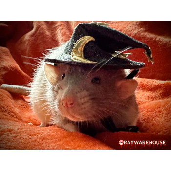 Mini Witch Hat