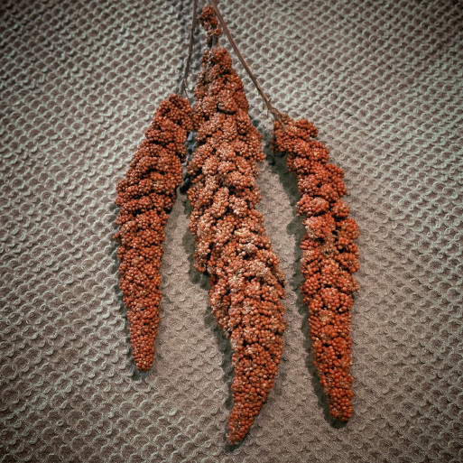 French Red Millet Sprays (3)