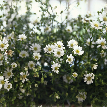 Ahiflower Oil - Omega 3-6-9