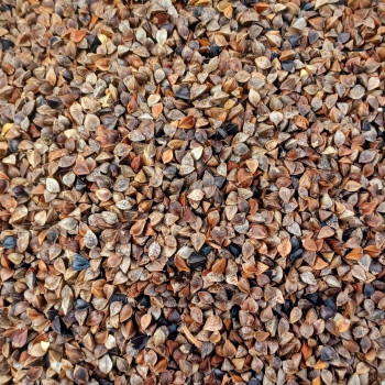 Nothing But Buckwheat