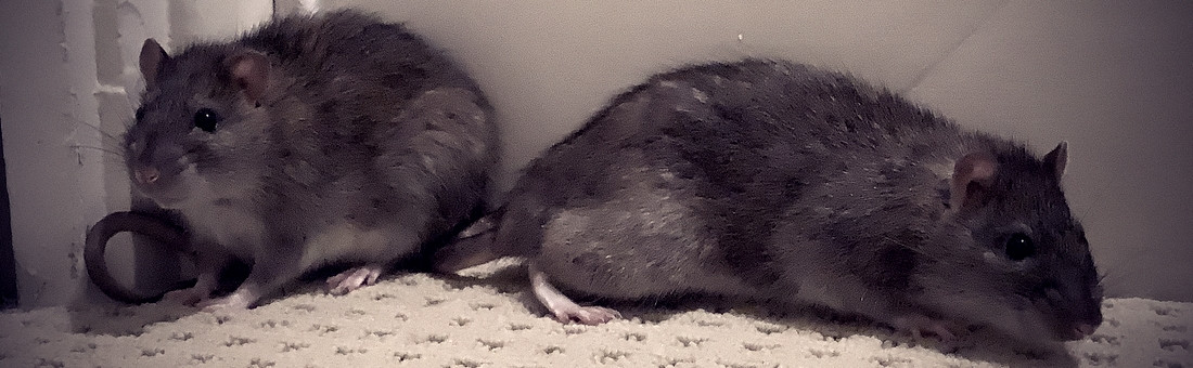 We love rats!